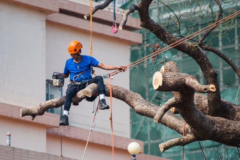 Tree climber in a harness cutting a large limb