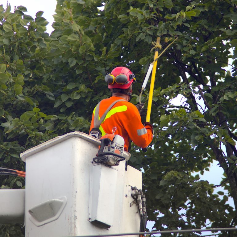 Arborist in a bucket lift pruning tree branches