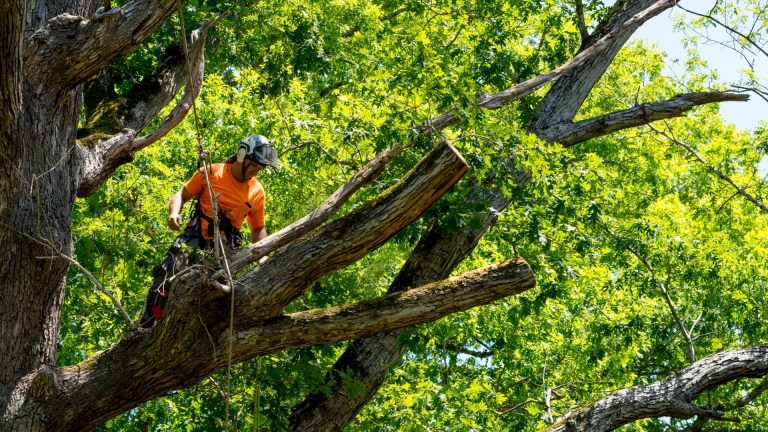 Arborist in an orange shirt climbing and pruning a large tree