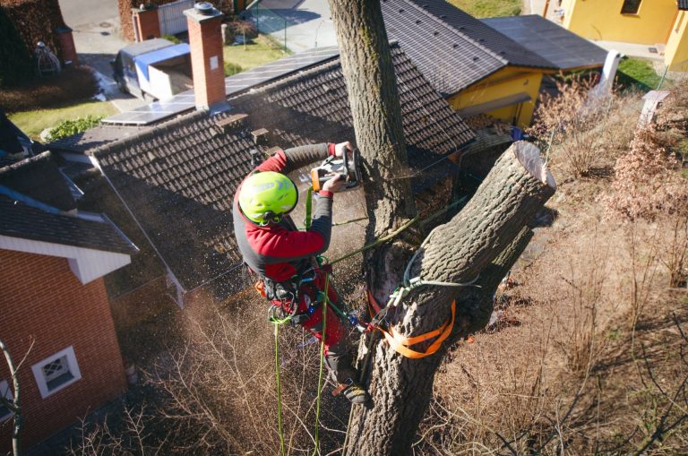 Tree climber with a chainsaw cutting a trunk section above a house roof